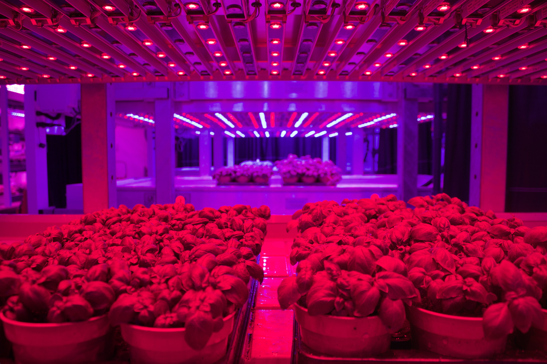 fond led horticole