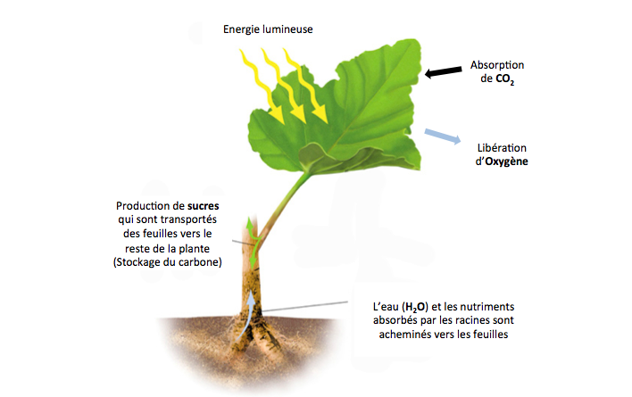 Lumière de culture pour plantes d'intérieur avec col de cygne réglable,  spectre comple-LIVINGbasics®