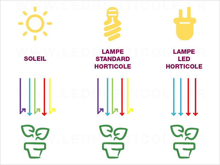 schema rayon lampe horticole